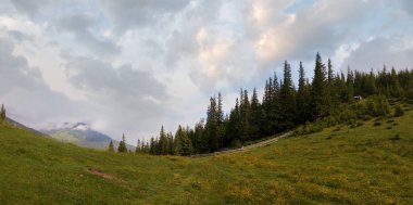 Sarı çiçekli yaz çayırları. Dört çekim dikiş resmi.