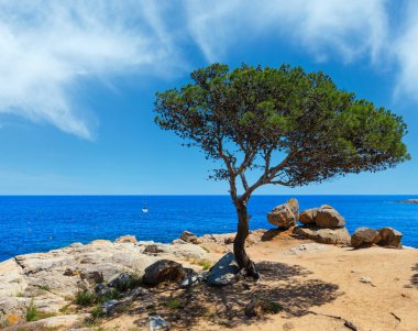 Akdeniz kayalık sahil yaz görünümü ile çam ağacı (Costa Brava, Katalonya, İspanya).
