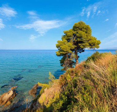 Akşamları kayalık kıyılarda çam ağacı ve Ege kıyıları (Sithonia, Halkidiki, Yunanistan).