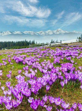 Avrupa, Ukrayna 'daki Karpat dağ yaylası vadisinde renkli çiçek açan mor Crocus heuffelianus (Crocus vernus) alp çiçekleri. Güzel kavramsal bahar manzarası.
