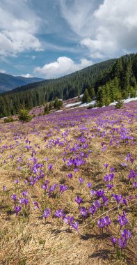 Bahar ayında çiçek açan mor Crocus heuffelianus (Crocus vernus) Alp çiçekleri Karpat dağ yaylası, Ukrayna.