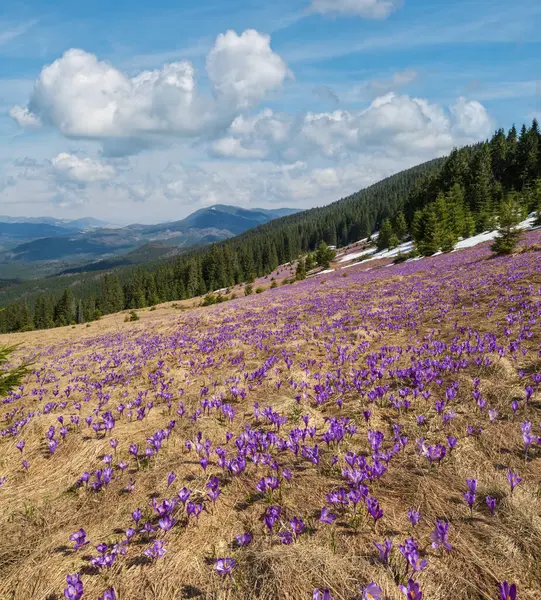 우크라 이나의 카르파티아 산맥의 고원에 자줏빛으로 크로커스 크로커스 화초들 로열티 프리 스톡 이미지