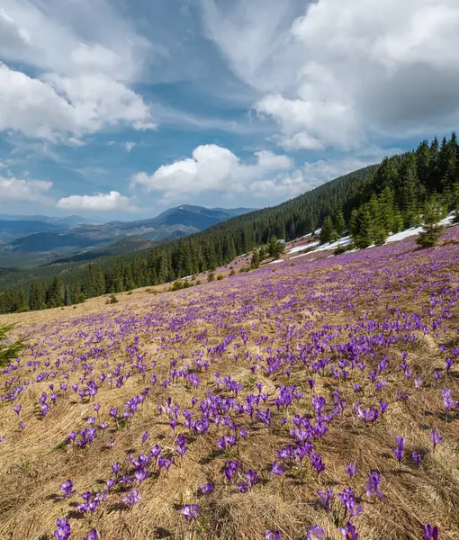 Bahar Ayında Çiçek Açan Mor Crocus Heuffelianus Crocus Vernus Alp — Stok fotoğraf