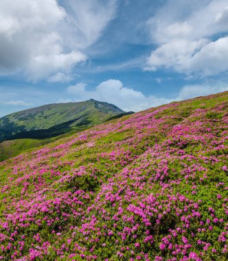 Karpat Dağları, Chornohora, Ukrayna 'nın verimli yamaçları (rhododendron çiçekleri). Yaz.