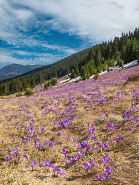 Bahar ayında çiçek açan mor Crocus heuffelianus (Crocus vernus) Alp çiçekleri Karpat dağ yaylası, Ukrayna.