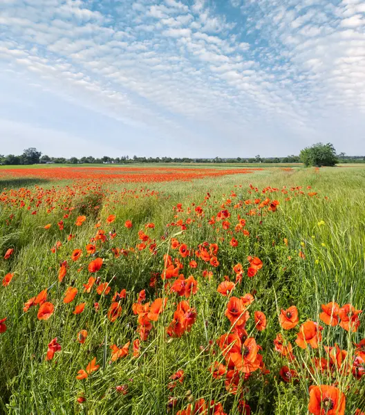 아름다운 우크라 시골의 풍경밀 과붉은 양귀비 우크라이나 과푸른 스톡 사진
