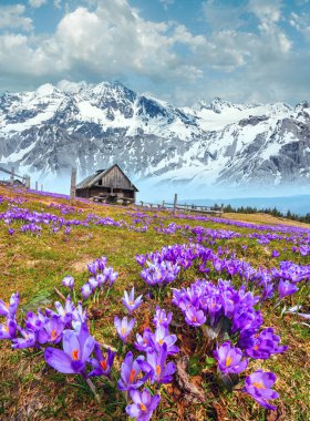 Bahar dağ platosunda çiçek açan mor mor Crocus heuffelianus (vernus) alp çiçekleri. Belirgin alan netliği derinliğine sahip dikey yüksek çözünürlüklü kompozit görüntü.