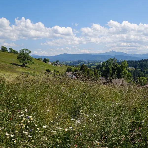 Sommaren Pittoreska Chornohora Massiv Berg Landskap Utsikt Från Sevenei Kulle — Stockfoto