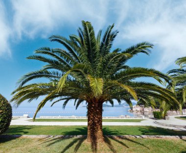 güzel yaz park sabah milocer beach (Karadağ, budva yakınındaki palmiye ağacı ile görüntüleyin.)