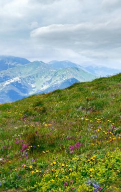 Polonya tatra dağda yaz kır çiçekleri. bazı bitkilerin önünde biraz rüzgarlı hareket etkisi