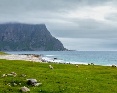 Haukland beach yakınındaki koyun sürüsü. Yaz bulutlu görünüm. Norveç, Lofoten.