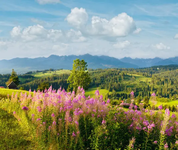 Önünde pembe çiçekler, arkasında Tatra sıradağları olan yaz akşamı dağ köyü (Gliczarow Gorny, Polonya)