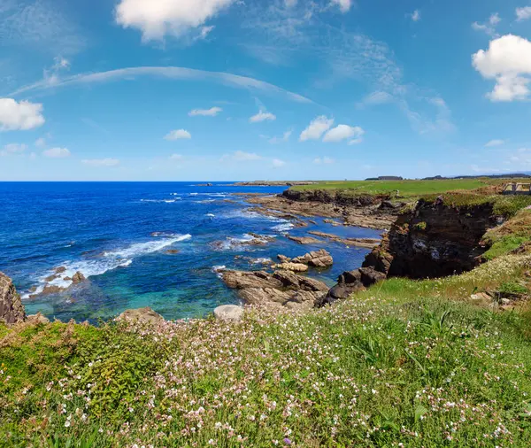 Sommerblomstrende Kystlandskap Langs Atlanterhavet Med Hvite Blomster Nær Los Castros royaltyfrie gratis stockfoto