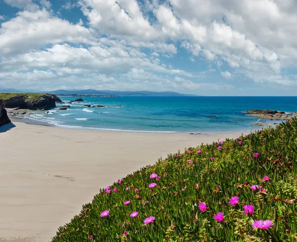 白い砂とピンク花の前で夏開花アトランティック ビーチ Illas ガリシア スペイン ストックフォト