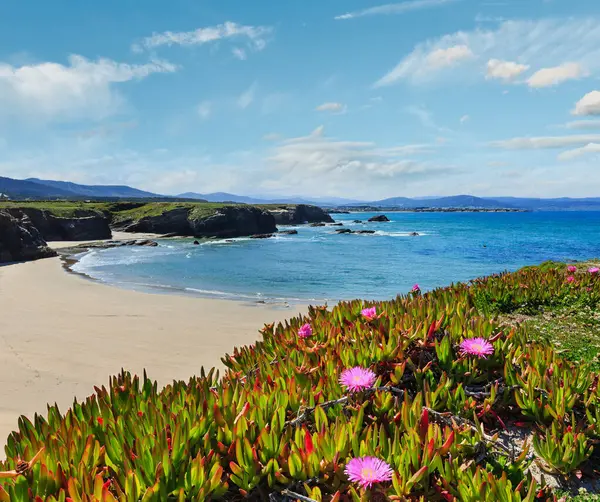 Atlantic Beach Léto Kvetoucí Islas Galicie Španělsko Bílým Pískem Růžové Stock Obrázky