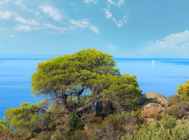 Sabah yaz Ege kıyı şeridi (Nikiti, Sithonia, Halkidikya, Yunanistan).