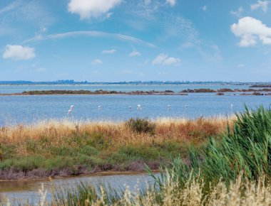 Pembe flamingo grup içinde Bölgesel Park, Po Nehri Deltası. Ravenna eyaletinde, Emilia Romagna, İtalya.