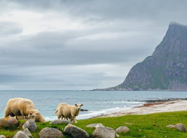 Haukland beach yakınındaki koyun sürüsü. Yaz bulutlu görünüm. Norveç, Lofoten.