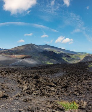 İtalya, Sicilya 'daki Etna volkanik kraterleri arasındaki taşlı magma tarlalarında çiçekler..