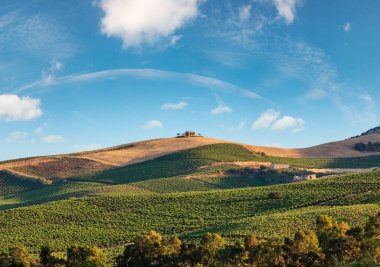 Yokuşta üzüm bağı. İtalya 'nın Sicilya yaz kırsalının güzel manzarası.