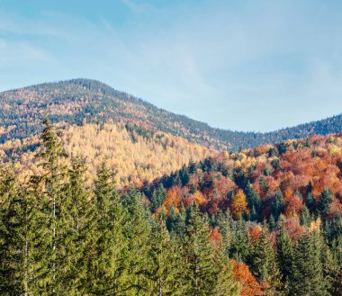 Manzara sonbahar Karpat Dağları (Guta, Ivano-Frankivsk oblast, Ukraine).