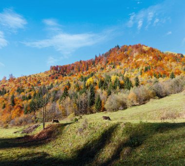 Sonbahar Karpat Dağları, yatay, çok renkli sarı-turuncu-kırmızı-kahverengi ağaçlar yamaç (Transcarpathia, Ukrayna). Çimenli mera üzerinde ineklerin.