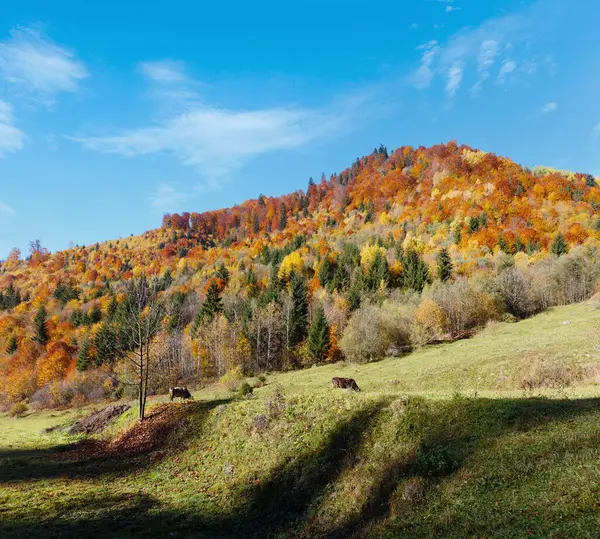 Sonbahar Karpat Dağları, yatay, çok renkli sarı-turuncu-kırmızı-kahverengi ağaçlar yamaç (Transcarpathia, Ukrayna). Çimenli mera üzerinde ineklerin.