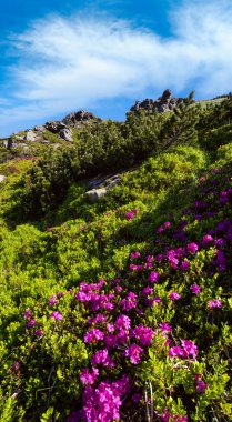 Yaz Dağı yamaçta pembe gül Rhododendron çiçekler. Carpathian, Chornohora, Ukrayna.