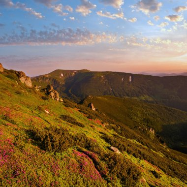 Yaz Dağı yamaçta pembe gül Rhododendron çiçekler. Carpathian, Chornohora, Ukrayna.