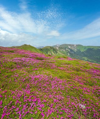 Karpat Dağları, Chornohora, Ukrayna 'nın verimli yamaçları (rhododendron çiçekleri). Yaz.