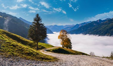 Güneşli, huzurlu, sonbahar dağları manzarası. Huzurlu, sisli bir sabah Alpler dağı ve Dorfgastein 'den Paarseen göllerine, Land Salzburg, Avusturya' ya yürüyüş yolundan görünen yalnız büyük ağaçlar..