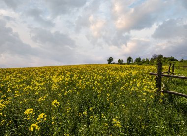 Bahar kolza tohumu sarı çiçek açan tarlalar, bulutlu mavi gökyüzü ve güneş ışığı. Doğal mevsim, iyi hava, iklim, eko, tarım, kırsal güzellik kavramı.