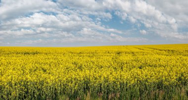 Bahar kolza tohumu sarı çiçek açan tarlalar ve güneş ışığında mavi gökyüzü panoraması. Doğal mevsim, iyi hava, iklim, eko, tarım, kırsal güzellik kavramı.
