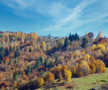 Autumn Carpathian Mountains landscape with multicolored yellow-brown trees on slope (Transcarpathia, Ukraine). clipart