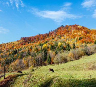Sonbahar Karpat Dağları, yatay, çok renkli sarı-turuncu-kırmızı-kahverengi ağaçlar yamaç (Transcarpathia, Ukrayna). Çimenli mera üzerinde ineklerin.