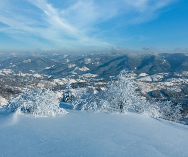 Dağ manzarası güzel süs ağaçları ve snowdrifts yamaç (Karpat Dağları, Ukrayna ile sabah kış sakin)