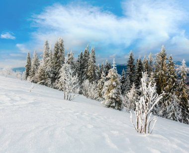 Kış sakin dağ manzarası güzel süs ağaçları ve snowdrifts yamaç (Karpat Dağları, Ukrayna)