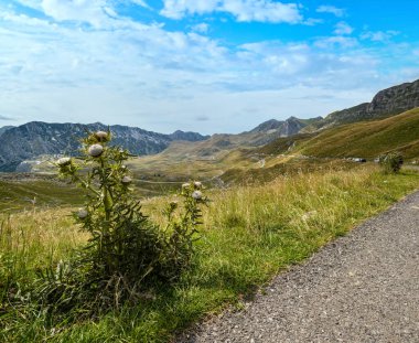 Durmitor Ulusal Parkı, Karadağ, Avrupa, Balkanlar Dinarik Alpleri 'nin resimli yaz manzarası. Durmitor panoramik yolu yakınındaki dikenli devedikeni bitkisi, Sedlo geçidi. Tanımlanamayan arabalar.