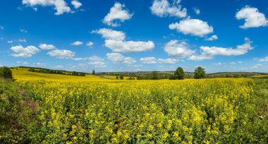 Bahar aylarında kolza tohumu açan sarı tarlalar panoramik manzara, güneş ışığında bulutlu mavi gökyüzü. Doğal mevsim, iyi hava, iklim, eko, tarım, kırsal güzellik kavramı.