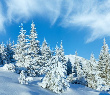 sabah kış dağ yamacında köknar ağaçları ile peyzaj.