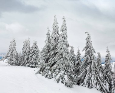 Buzlu karlı köknar ağaçları kış Hill (Karpat).
