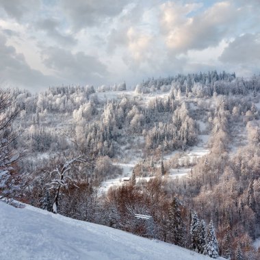 Kış Karpat Dağları yatay, çam ormanı eteklerinde (Skole Beskids, Lviv Oblast, Ukraine).