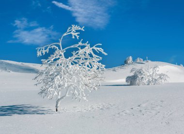 Kış sakin dağ manzarası güzel süs ağaçları ve snowdrifts yamaç (Karpat Dağları, Ukrayna)