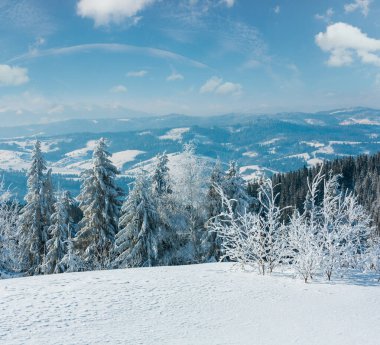Kış sakin dağ manzarası güzel süs ağaçları ve snowdrifts yamaç (Karpat Dağları, Ukrayna)