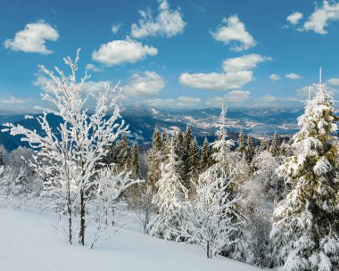 Kış sakin dağ manzarası güzel süs ağaçları ve snowdrifts yamaç (Karpat Dağları, Ukrayna)