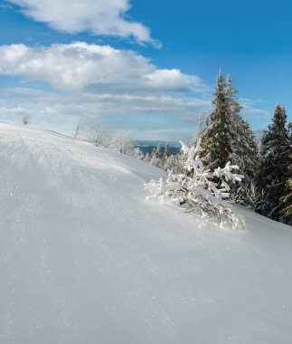 Kış sakin dağ manzarası güzel süs ağaçları ve snowdrifts yamaç (Karpat Dağları, Ukrayna). Önemli alan netlik derinliği ile kompozit görüntü. 