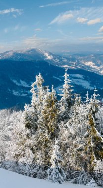 Kış sakin dağ manzarası güzel süs ağaçları ve snowdrifts yamaç (Karpat Dağları, Ukrayna, Trostian mount kadar)