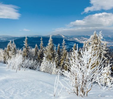Kış sakin dağ manzarası güzel süs ağaçları ve snowdrifts yamaç (Karpat Dağları, Ukrayna)