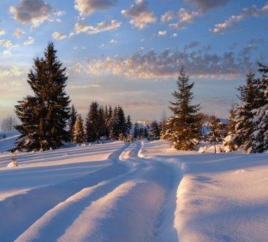 Winter snowy hills, tracks on rural dirt road and trees in last evening sunset sun light. Small and quiet alpine village outskirts. clipart