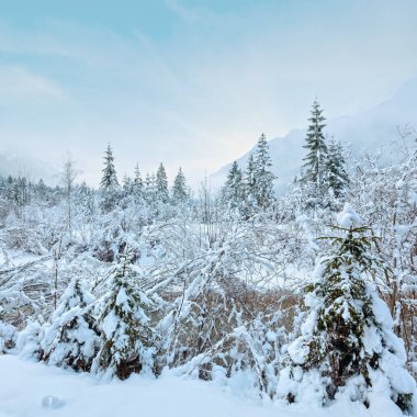 Küçük kış akışını görüntülemek twigs ve karlı ağaçlarının banka aracılığıyla. Bulutlu hava.